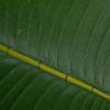 imageCreative CoOp Faux Banana Tree in Plastic Pot Green
