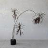 imageCreative CoOp Faux Dracaena Tree in Plastic Pot Natural