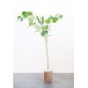 imageCreative CoOp Faux Eucalyptus Branch