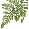 imageCreative CoOp Faux Fern Tree in Plastic Pot Green
