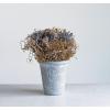 imageCreative CoOp Lavender with Cement Pot