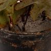 imageCreative CoOp Metal Poppy Flower Candle Holder in Cement Pot Distressed White and Green
