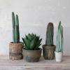 imageCreative CoOp Round Faux Euphorbia Cactus in Cement Pot with Pebbles Green