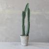 imageCreative CoOp Round Faux Euphorbia Cactus in Cement Pot with Pebbles Green