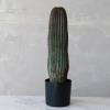 imageCreative CoOp Round Faux Vatricania Cactus in Plastic Pot Green