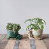 imageCreative CoOp Stoneware Planter with Frog Saucer Base Holds 5quot Pot Reactive Glaze Green Each One Will Vary