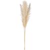 imageCreative CoOp Dried Pampas Grass Bunch Natural