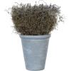 imageCreative CoOp Lavender with Cement Pot