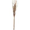 imageCreative CoOp Set of 6 Fern Bunch Extender Natural Dcor 17quot L x 4quot W x 60quot H