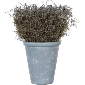 imageCreative CoOp Lavender with Cement Pot