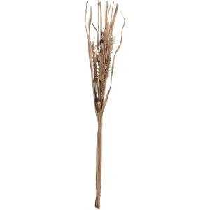 imageCreative CoOp Set of 6 Fern Bunch Extender Natural Dcor 17quot L x 4quot W x 60quot H