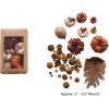 imageCreative CoOp Dried Natural Organic Pumpkin Shaped Mix in Box Multicolor
