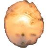 imageCreative CoOp 6 Inches Agate and Metal Wall Lamp with Inline Switch for 40 Watts Bulb Maximum Natural and Brass Finish