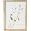 imageCreative CoOp Botanical Wood Framed Wall Decor Multicolor Set of 6