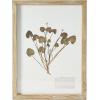imageCreative CoOp Botanical Wood Framed Wall Decor Multicolor Set of 6
