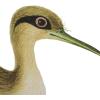 imageCreative CoOp Reclaimed Wood Framed Bird Print Wall Art Multicolor Set of 4