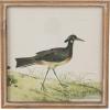 imageCreative CoOp Reclaimed Wood Framed Bird Print Wall Art Multicolor Set of 4