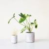 imageCreative CoOp Decorative TerraCotta Planter with Crackle Glaze Matte Pink