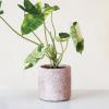 imageCreative CoOp Decorative TerraCotta Planter with Crackle Glaze Matte Pink