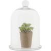 imageCreative CoOp Glass Cloche with Clear Glass Plate