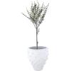 imageCreative CoOp Round TerraCotta Crock with Pointed Polka Dots and Distressed Volcano Glaze White
