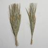 imageCreative CoOp 38quotH Dried Natural Canary Grass ampamp Date Palm Bunch