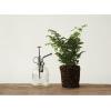 imageCreative CoOp Clear Glass Plant Mister with Silver Top