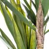 imageCreative CoOp Faux Yucca Tree in Plastic Pot Green