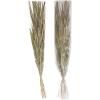 imageCreative CoOp 38quotH Dried Natural Canary Grass ampamp Date Palm Bunch