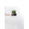 imageCreative CoOp Plastic Planter with Metal Feet