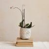 imageCreative CoOp TerraCotta Planter with Reactive Glaze Cream