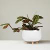 imageCreative CoOp White Planter with Wood Feet12 Inch Round