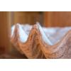 imageCreative CoOp White Magnesia Seashell Decoration
