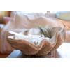 imageCreative CoOp White Magnesia Seashell Decoration