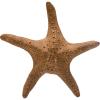 imageCreative CoOp Decorative Stoneware Starfish Brown Dcor