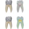 imageCreative CoOp Vintage Reproduction Cement Dental Anatomy Diagrams Multicolor Set of 2