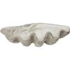 imageCreative CoOp White Magnesia Seashell Decoration