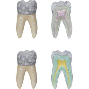 imageCreative CoOp Vintage Reproduction Cement Dental Anatomy Diagrams Multicolor Set of 2