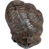 imageCreative CoOp Cast Metal Snail Accent Dcor Rust