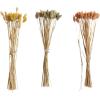 imageCreative CoOp Dried Natural Canary Grass Bunch Multicolor Set of 3