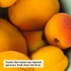imageeos Natural Shea Lip Balm Honey Apple AllDay Moisture Made for Sensitive Skin Shea Lip Care Products 025 ozApricot