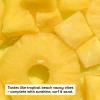 imageeos Natural Shea Lip Balm Honey Apple AllDay Moisture Made for Sensitive Skin Shea Lip Care Products 025 ozPineapple Passionfruit