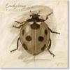 imageSullivans Darren Gygi Sepia Ladybug Giclee Wall Art Gallery Wrapped Handcrafted in USA Wall Art Wall Decor Home Dcor Handed Painted