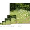 imageSullivans Darren Gygi Daisy Field Canvas Museum Quality Giclee Print Gallery Wrapped Handcrafted in USA 5quot W x 5quot L Multicolored