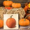 imageSullivans Darren Gygi Pumpkin Canvas Museum Quality Giclee Print Gallery Wrapped Handcrafted in USA 5quot W Orange