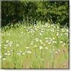 imageSullivans Darren Gygi Daisy Field Canvas Museum Quality Giclee Print Gallery Wrapped Handcrafted in USA 5quot W x 5quot L Multicolored