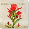 imageSullivans Darren Gygi Indian Paintbrush Giclee Art Wall Art Canvas Prints Wall Dcor Artwork 5quot L x5 W x1 H