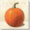 imageSullivans Darren Gygi Pumpkin Canvas Museum Quality Giclee Print Gallery Wrapped Handcrafted in USA 5quot W Orange