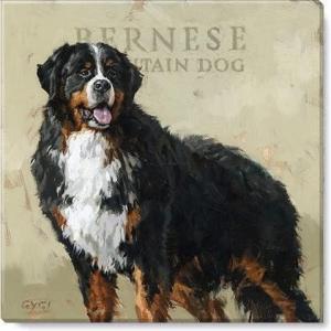 imageSullivans Darren Gygi Bernese Mountain Dog Wall Art Wall Art Canvas Prints Wall Dcor Artwork 14quot L x14 W x1 H