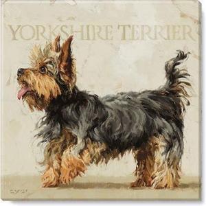 imageSullivans Darren Gygi Yorkshire Terrier Canvas Museum Quality Giclee Print Gallery Wrapped Handcrafted in USA 20quot W x 20quot L Multicolored